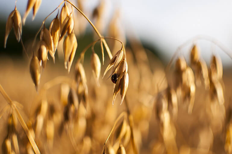 Gluten Free Watchdog's updated position statement on Cheerios - Gluten Free  Watchdog